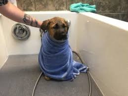 These colorado springs adoption professionals and resources provide all the information you need to adopt or place a baby for adoption in colorado springs. Best Doodle Rescue In Colorado Top Picks 2021 We Love Doodles