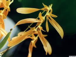 Image result for Bulbophyllum vulcanicum