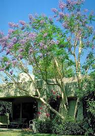 Image result for Jacaranda mimosifolia