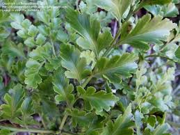 Image result for Phyllocladus trichomanoides
