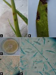 Therefore, i'd suggest you look for cactus soil, which is perfect for such plants. Symptoms Of Leaf Spots On Aloe Vera Caused By Fusarium Fusaroides A Download Scientific Diagram
