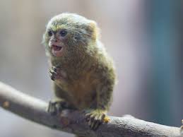 Finde bei wayfair.de alles für dein zuhause, unabhängig von deinem stil und budget. Zwergseidenaffchen Kleinster Affe Der Welt