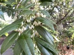 Image result for Agarista salicifolia