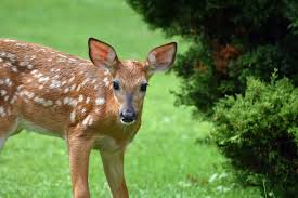 This tip also uses scent to keep deer away from the plants deer love. How To Keep Deer Out Of Your Garden Repelling Deer From Flowers
