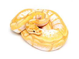 Banana Fire Spider Ball Python Ball Python Morphs Ball Python Ball Python Pet