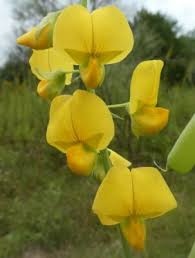 Image result for Crotalaria schliebenii