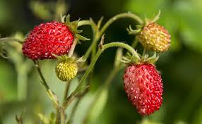 Fraise Des Bois Fragaria Vesca Un Arome Incomparable