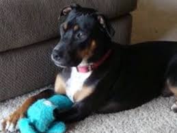 In home pet euthanasia mechanicsburg pa. When You Have To Put A Dog Down Because Of Aggression Hubpages