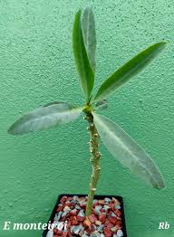 Image result for Euphorbia monteiroi