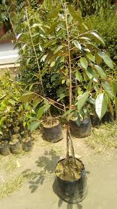 Untuk mendapatkan bibit durian bisa di katakan mudah, karena telah banyak petani atau pekebun atau pemasok bibit yang pada saat bibit diterima ada kemungkinan bibit durian tidak 100% segar dan beberapa daun rontok atau layu, terutama pada. 8000 Gambar Daun Durian Hd Terbaik Infobaru