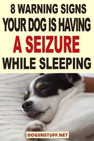 How To Tell If A Dog Is Having A Seizure While Sleeping 8 Warning Signs To Look Out For Video Video In 2021 Dog Seizures Dog Advice Canine Care