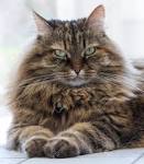 A Brief History of the Siberian Cat - Siberian Cats
