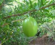 Image result