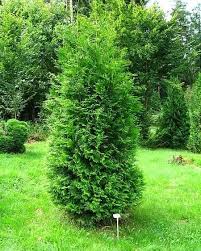 Image result for Alchornea occidentalis