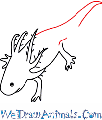 How big are the eyes of an axolotl? How To Draw An Axolotl