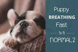 These conditions vary in their severity and are usually because most puppies are very small, you might barely be able to notice a puppy breathing fast while sleeping. Puppy Breathing Fast Is It Normal What Should You Do