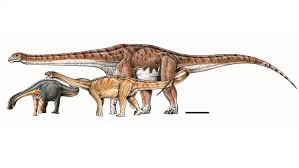 The titanosaurians were the last surviving. Titanosaur Fossil In Argentina May Belong To The Largest Land Animal Ever