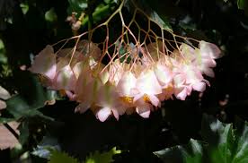 Image result for Begonia nyassensis