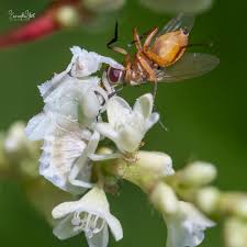 Profile for Samantha Starr Nature Photography