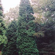 Image result for Hetaeria occidentalis