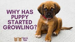 She also doesn't have a history of certain expected responses or behaviors since most experiences are still new to her. Why Has My Puppy Started Growling Tom And Toto Pet Care Ltd