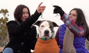 Animal Shelter S Version Of The Bachelor Is Way Better Than The Real Thing Animal Shelter Animals Shelter Dogs