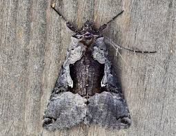 Image result for Autographa excelsa