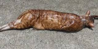 Arti mimpi kucing kencing menurut buku mimpi 2d terjitu. Detik Detik Ular Piton Telan Bulat Bulat Kucing Seberat 3 Kg Polisi Regu Penyelamat Turun Tangan Halaman All Surya