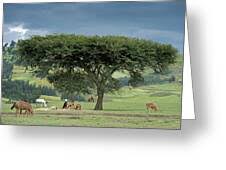 Image result for Acacia abyssinica