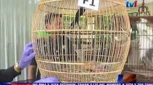 1 keping gambar (berlatar belakang putih). Senarai Burung Yang Memerlukan Lesen Cute766
