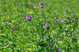 It is cultivated as an important forage crop in many countries around the world. Alfalfa Plant Britannica