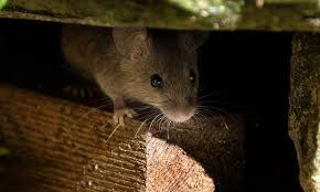 Get rid of mice in the home. How Do You Know When All The Mice Are Gone