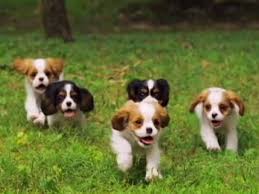Check spelling or type a new query. Cavalier King Charles Spaniel So Verspielt Sind Die Welpen