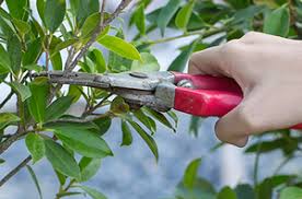 It's a way of thinking about pest management that value. How To Get Rid Of Spiders Diy Spiders Corky S Pest Control