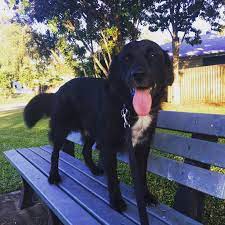 Until the handkerchief of history covers us with its times new roman black and white post. I Hope Black Flat Coated Retrievers Are Accepted Here Adopted Toby 1 Week Ago Goldenretrievers