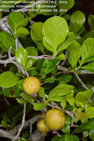 Image result for Catunaregam obovata