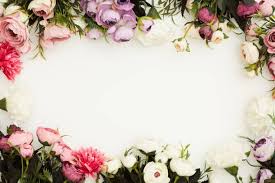 Rose Flower Stock Photos Pictures Royalty Free Images Istock In 2020 Rose Flower Pictures Valentines Day Background Royalty Free Images