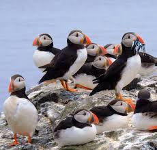 Puffins Resting Farne Island Northumberland England Every Spring Puffins Congregate In Giant Nesting Colonies On Rockiy Puffins Bird Farne Islands Puffin