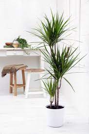 Maybe you would like to learn more about one of these? Indoor Palm Images Which Are The Typical Types Of Palm Trees Interior Design Ideas Avso Org