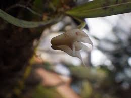 Image result for Polystachya albescens