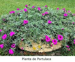 Wordpress Com Jardineria Y Plantas Cultivo De Plantas Propagacion De Plantas