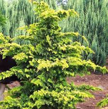 We did not find results for: Yet Another Evergreen Landscape Evergreen Garden Evergreen Shrubs