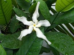 Image result for Tabernaemontana pachysiphon