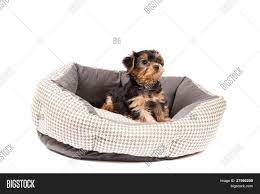 Luckily, this dog is the offspring of two purebred dogs (yorkie and maltese) which are world. Yorkshire Terrier Image Photo Free Trial Bigstock
