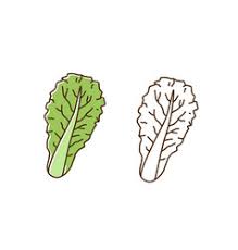 Lettuce Drawing Vector Images Over 3 200 Collection by laura spallinger • last updated 2 weeks ago. vectorstock