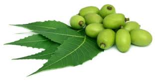 Azadirachta indica, commonly known as neem, nimtree or indian lilac, is a tree in the mahogany family meliaceae. Neem Plant 8 Important Uses For Health Other Benefits