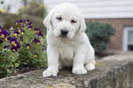 Look for a breeder that breeds her chocolate lab puppies in her home. Yellow Lab Puppies For Sale In Ohio Review At Puppies Api Ufc Com