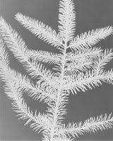 Bildergebnis für The Estate of Anwar Jalal Shemza