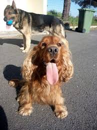 Epingle Par Mercedes Zuloaga Sur Arhs English Cocker Spaniel Chien