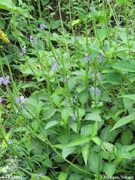Image result for Stachytarpheta indica